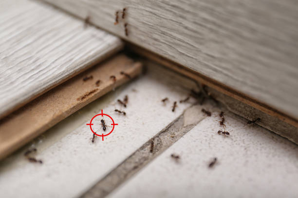 Best Rodent Control Near Me  in Milton, LA