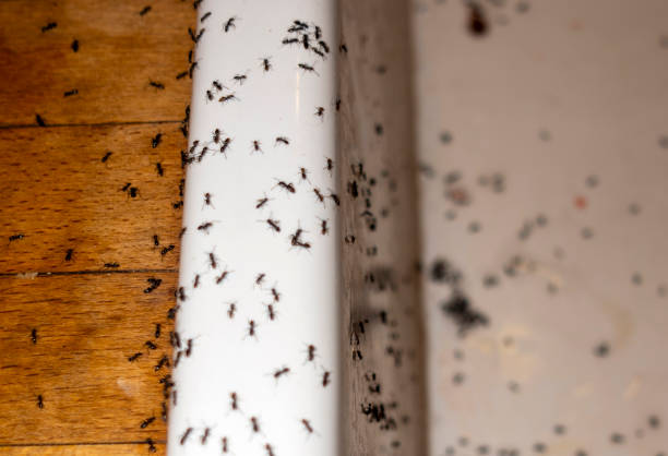 Best Local Pest Control Services  in Milton, LA