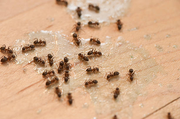 Best Termite Control Services  in Milton, LA