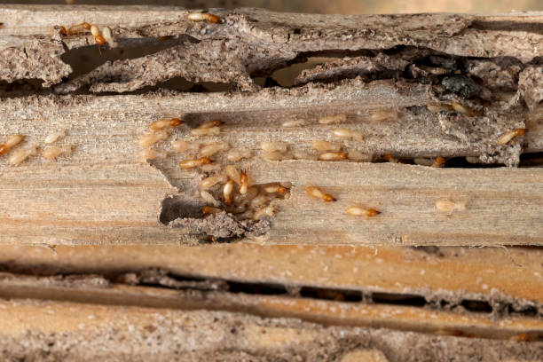 Best Ant Control Services  in Milton, LA