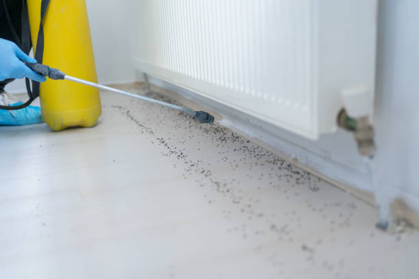 Best Bed Bug Extermination  in Milton, LA